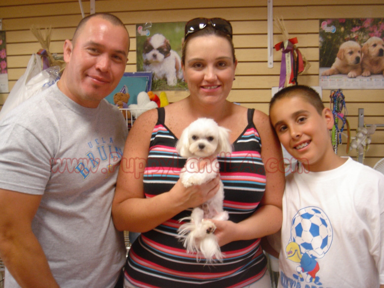 teacup maltese